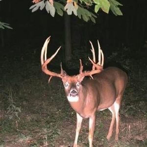 Meet your Posher, Billy